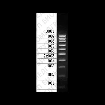 ДНКмаркер 1000/10C, 10 фрагментов от 100 до 1000 п.н. 500 2х концентрат 0,5 мг/мл, Диаэм, 1930.0250, 250 мкг