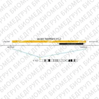 ДЛЯ КЛИЕНТОВ ЗА ПРЕДЕЛАМИ США. SureFISH 9q34.3 NOTCH1 156kb P20 RD