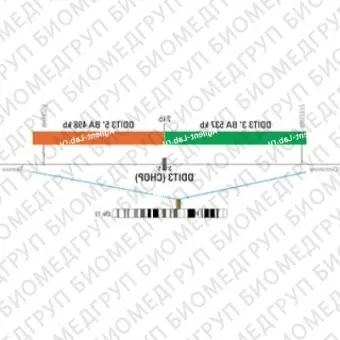 ДЛЯ КЛИЕНТОВ ЗА ПРЕДЕЛАМИ США. SureFISH 12q13 DDIT3 3 BA 537kb P100 GR