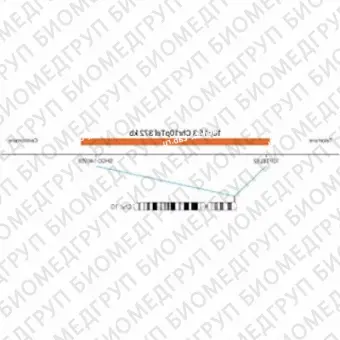 ДЛЯ КЛИЕНТОВ из США. SureFISH 10p15.3 Chr10pTel 372кб P20 RD. Теломер Chr10p, Номер копии, 20 тестов, Cy3, Концентрат, Ручное использование