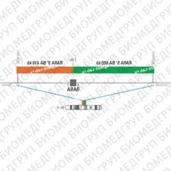 ДЛЯ КЛИЕНТОВ ЗА ПРЕДЕЛАМИ США. SureFISH 17q21.2 RARA 3 BA 419kb P20 RD