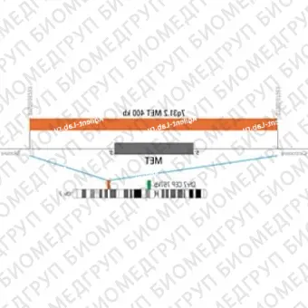 ДЛЯ КЛИЕНТОВ ЗА ПРЕДЕЛАМИ США. SureFISH 7q31.2 MET 400kb P20 RD