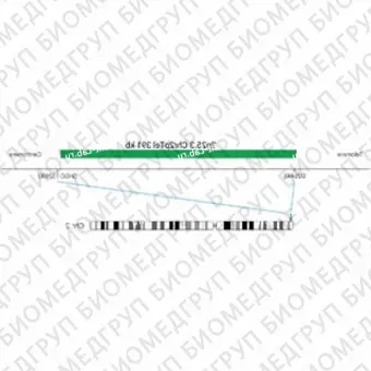ДЛЯ КЛИЕНТОВ из США. SureFISH 2p25.3 Chr2pTel 391кб P20 ГР. Теломеры Chr2p, Номер копии, 20 тестов, FITC, Концентрат, Ручное использование