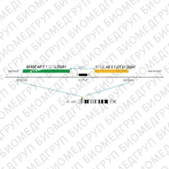 ДЛЯ КЛИЕНТОВ ЗА ПРЕДЕЛАМИ США. SureFISH 14q32.13 TCL1 5 BA 361kb RD