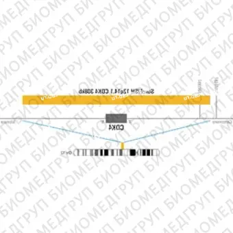 ДЛЯ КЛИЕНТОВ ЗА ПРЕДЕЛАМИ США. SureFISH 12q14.1 CDK4 308kb P20 RD