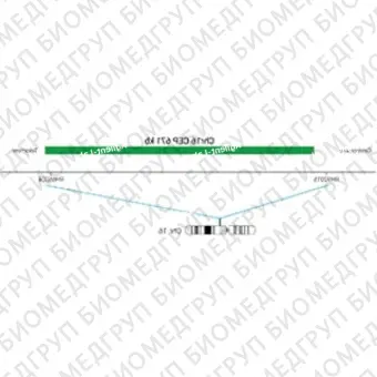 ДЛЯ КЛИЕНТОВ из США. SureFISH Chr16 CEP 671кб P20 GR. CEP 16, Номер копии, 20 тестов, FITC, Концентрат, Ручное использование