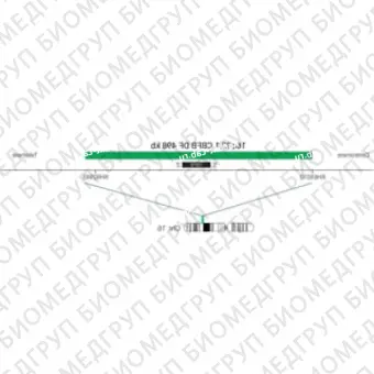 ДЛЯ КЛИЕНТОВ ЗА ПРЕДЕЛАМИ США. SureFISH 16q22.1 CBFB DF 498kb P20 GR