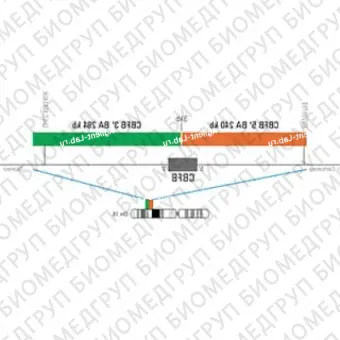 ДЛЯ КЛИЕНТОВ из США. SureFISH 16q22.1 CBFB 3 BA 284kb P20 GR. CBFB, Break Apart, 20 тестов, FITC, Концентрат, Ручное использование