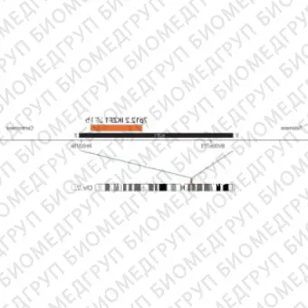 ДЛЯ КЛИЕНТОВ ЗА ПРЕДЕЛАМИ США. SureFISH 7p12.2 IKZF1 50kb P20 RD