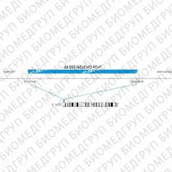 ДЛЯ КЛИЕНТОВ ЗА ПРЕДЕЛАМИ США. SureFISH 3q29 Chr3qTel 380kb P20 BL