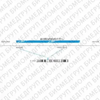 ДЛЯ КЛИЕНТОВ ЗА ПРЕДЕЛАМИ США. SureFISH 3p26.3 Chr3pTel 381kb P20 BL