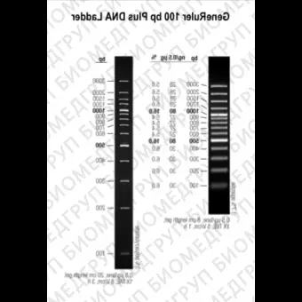 Маркер длин ДНК GeneRuler 100 bp Plus, 14 фрагментов от 100 до 3000 п.н., 0,5 мкг/мкл, Thermo FS, SM0322, 5х50 мкг