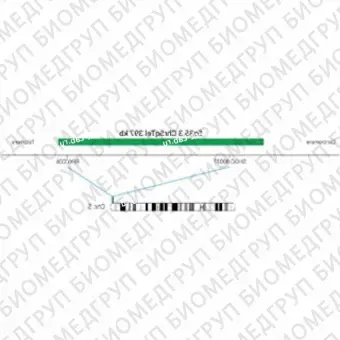 ДЛЯ КЛИЕНТОВ ЗА ПРЕДЕЛАМИ США. SureFISH 5q35.3 Chr5qTel 397kb P20 GR