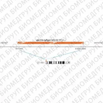 ДЛЯ КЛИЕНТОВ ЗА ПРЕДЕЛАМИ США. SureFISH 14q32.33 Chr14qTel 415kb P20 RD