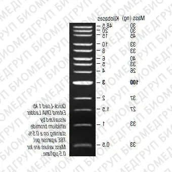 Маркер длин ДНК QuickLoad 1kb Extend DNA, 13 фрагментов от 50048500 п.н., готовый к применению 50 мкг/мл, New England Biolabs, N3239 S, 1,25 мл