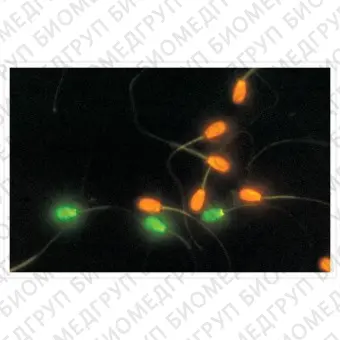 Набор LIVE/DEAD Sperm Viability Kit для флуор. анализа цитометрия жизнеспособности клеток сперматозоидов, Thermo FS, L7011, 100 мл