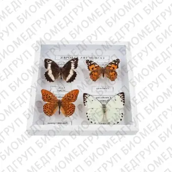 Коллекция энтомологическая Семейство бабочек