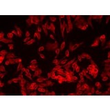 Набор для окраски плазматической мембраны Orange Fluorescence - Cytopainter, Abcam, ab219941, 500 тестов
