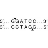 Эндонуклеаза рестрикции BamHI, 100 000 ед/мл, New England Biolabs, R0136 T, 10 000 единиц