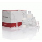 Набор PureLink Total RNA Blood Kit, Thermo FS, K156001, 50 выделений