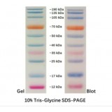 Маркер молекулярного веса белков, 19-190 кДа, предокрашенный, Servicebio, Китай, G2082-250UL, 250 мкл