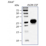 Фактор человека гранулоцитарно-макрофагальный колониестимулирующий, рекомбинантный белок, rhGM-CSF, Россия, PSG030-50, 50 мкг