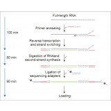 Набор для прямого секвенирования кДНК, Direct cDNA Sequencing Kit, Oxford Nanopore Technologies, SQK-DCS109