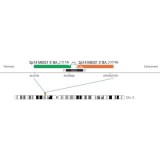 ДЛЯ КЛИЕНТОВ ЗА ПРЕДЕЛАМИ США. SureFISH 2p14 MEIS1 3' BA 300kb P20 RD
